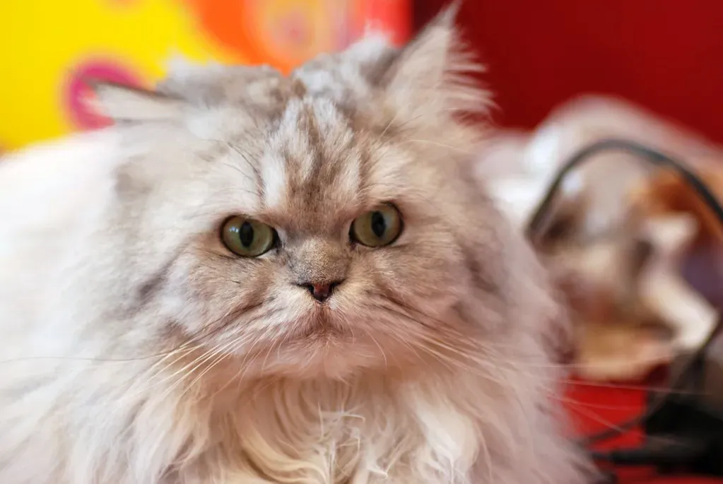 Persian: The Serene Companion (Image Credits: Flickr)