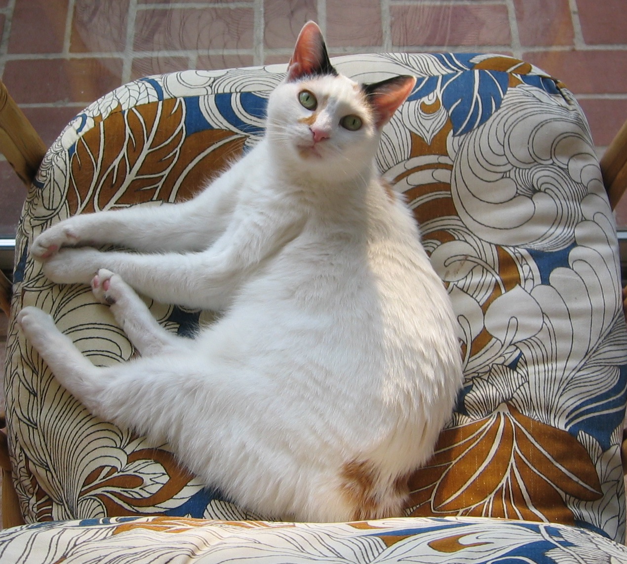 Japanese Bobtail: The Lucky Charm (Image Credits: Wikimedia)