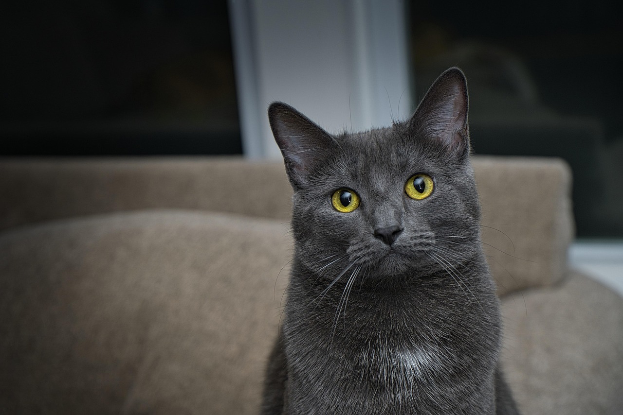 Chartreux: The Quiet Devotee (Image Credits: Pixabay)