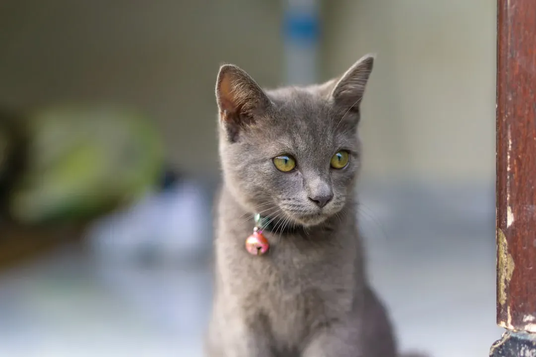 You've Actually Trained Your Cat to Do This (Without Knowing It) (Image Credits: Unsplash)