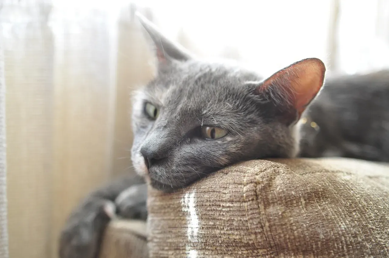 15. A Quiet Corner of the Couch: Familiarity and Softness Combined (Image Credits: Pixabay)