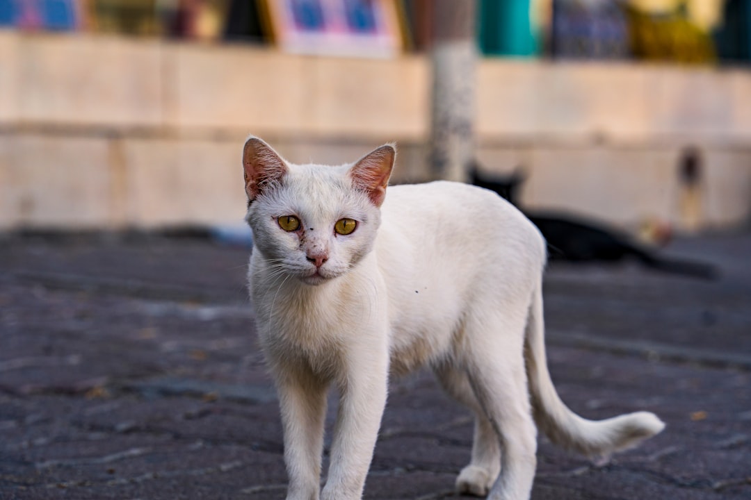 Leaving Your Cat Alone for Too Long (Image Credits: Unsplash)