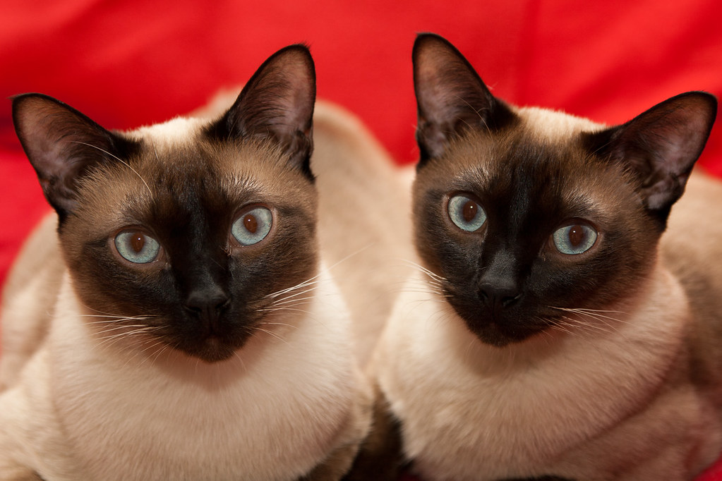 The Deceptively Sweet Siamese (Image Credits: Flickr)