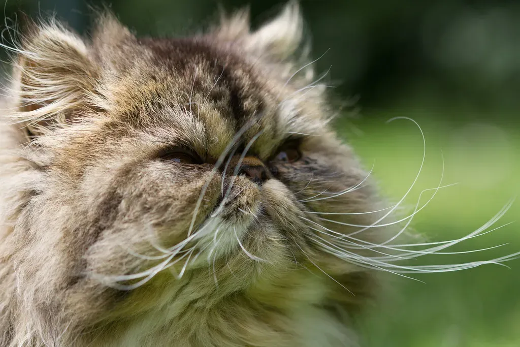 The Persian: Elegance in Slow Motion (Image Credits: Flickr)