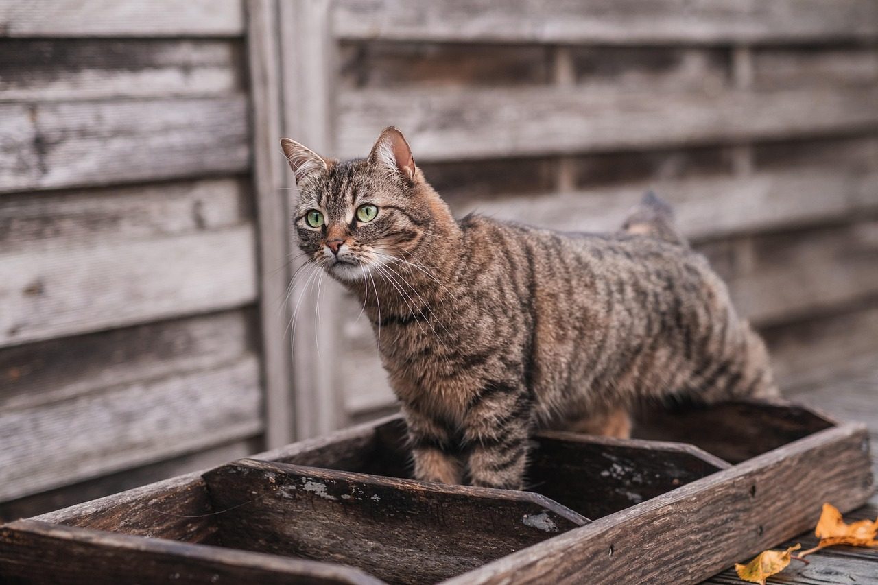 Ignoring Litter Box Hygiene and Placement (Image Credits: Pixabay)