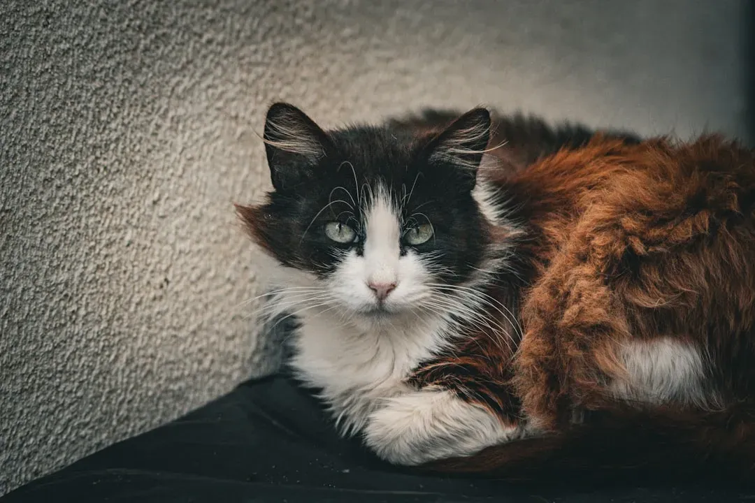 What About Neutering Older Cats (Image Credits: Unsplash)