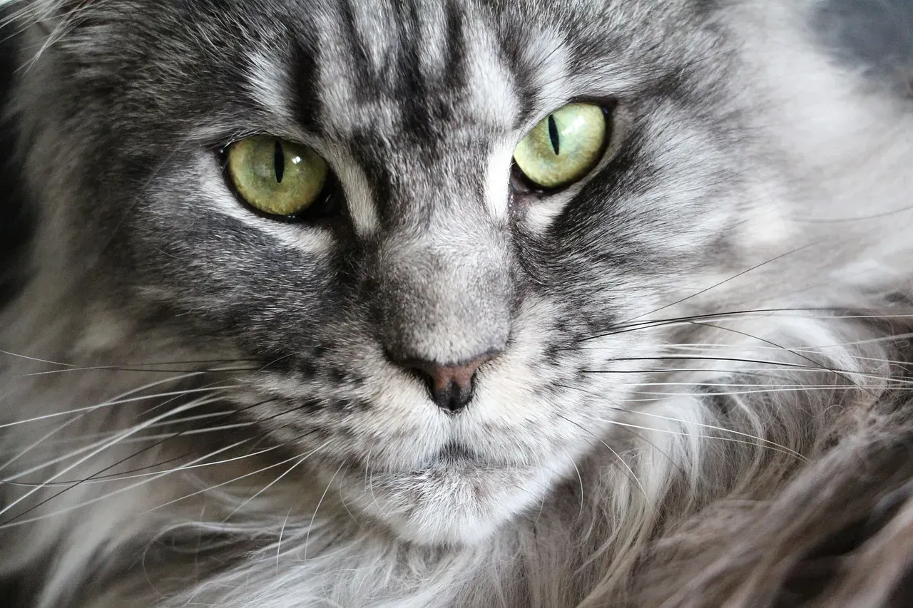 Maine Coon: The Gentle Giant (Yes, Really) (Image Credits: Pixabay)