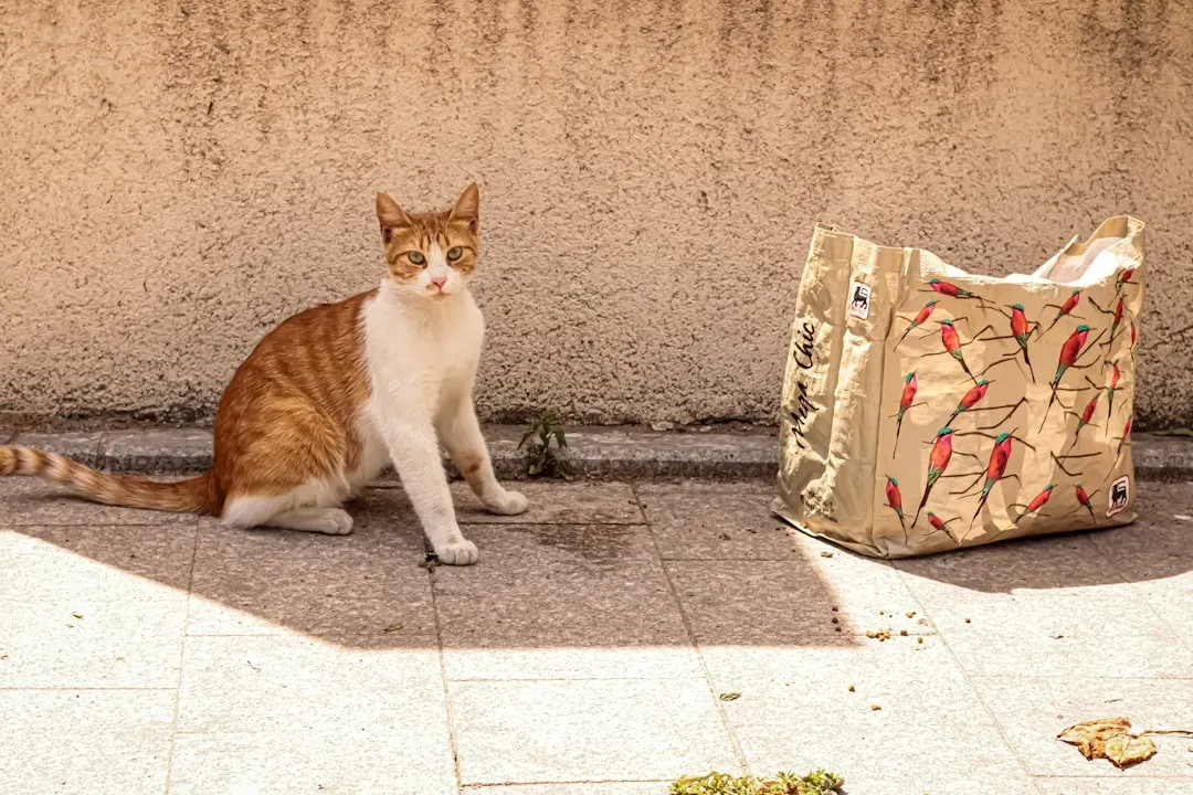 Signs Your Cat Might Want a Companion (Image Credits: Unsplash)