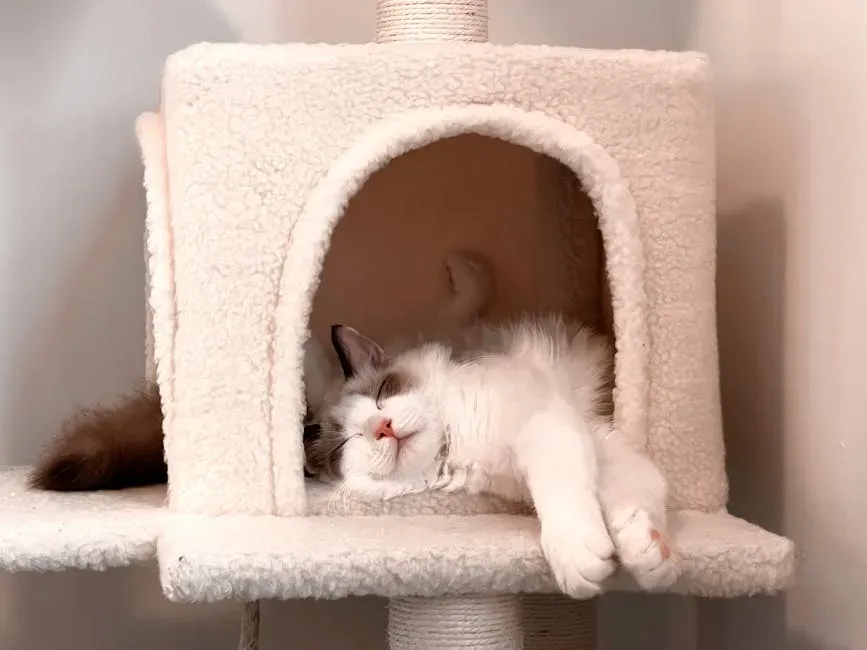 Create a Dedicated Safe Space Just for Your Cat (Image Credits: Pexels)