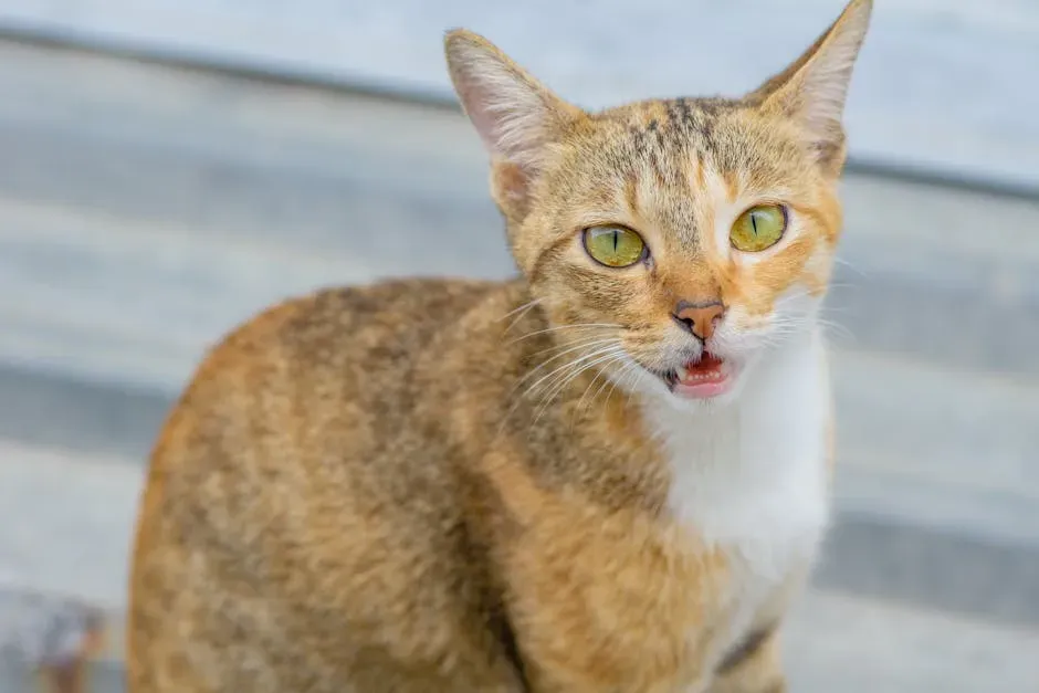 3. The Chirp: Your Cat Is Not Just Being Cute (Image Credits: Pexels)