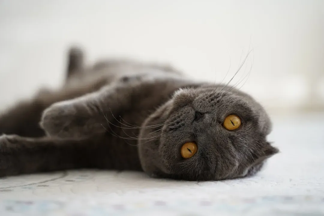 8. The Scottish Fold: Quietly Devoted in the Most Endearing Way (Image Credits: Unsplash)