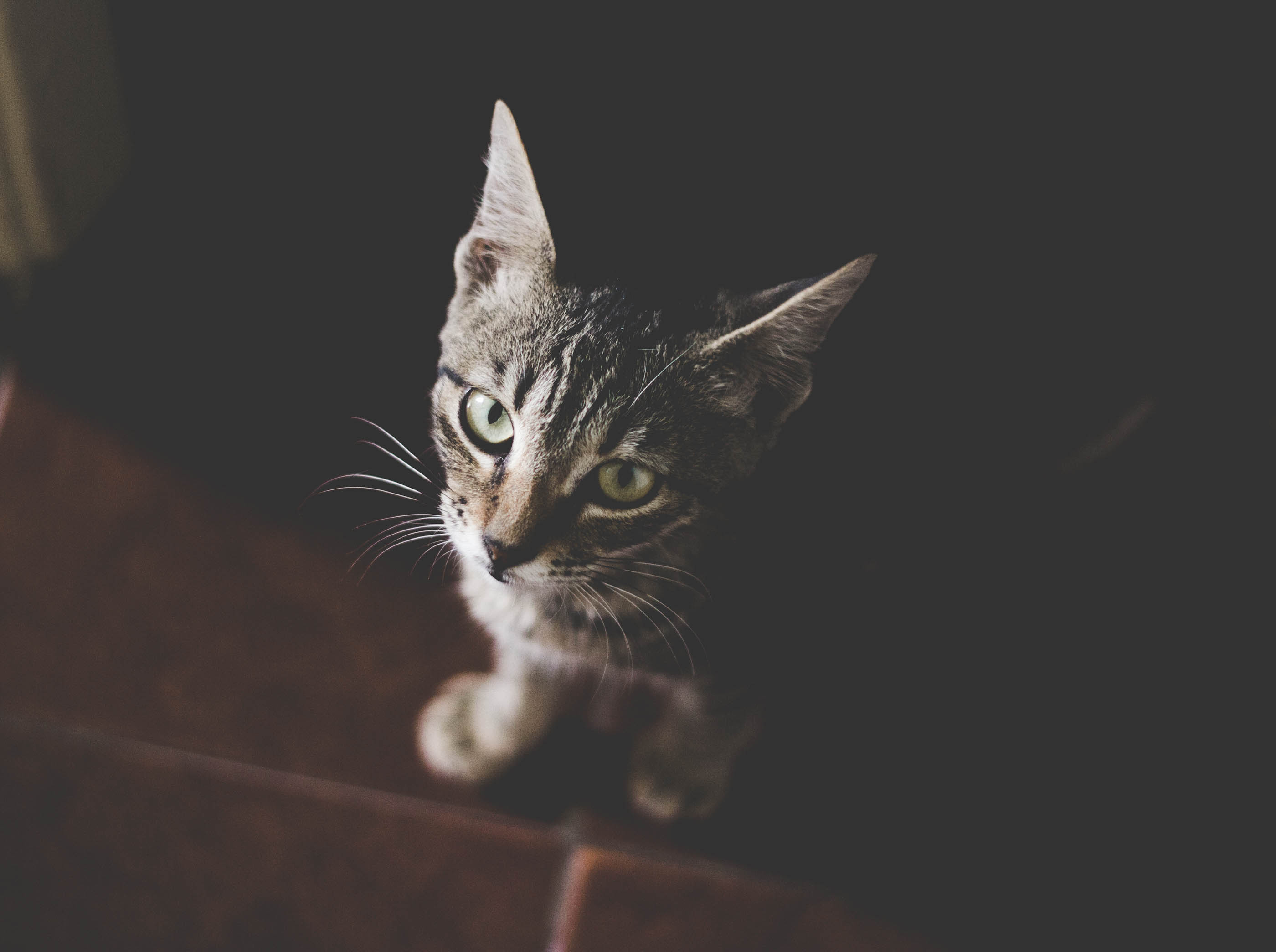 How Cats Distinguish Owner Voices from Strangers (Image Credits: Wikimedia)