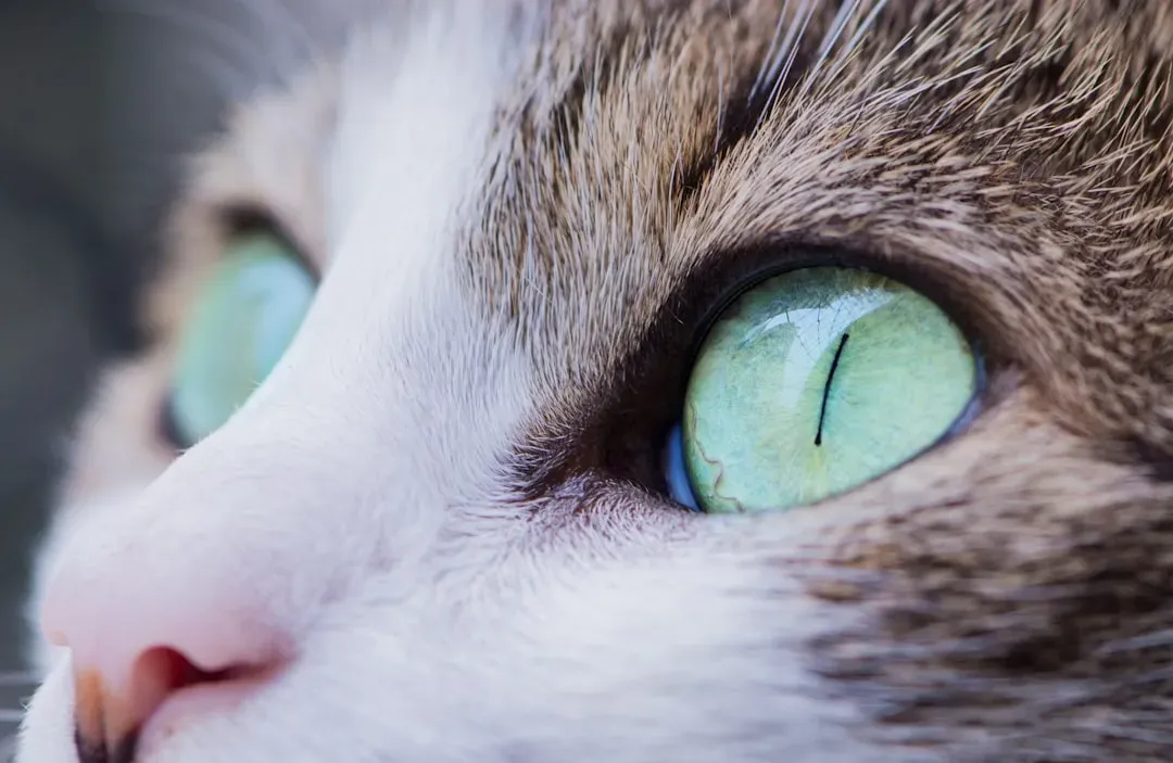How Your Cat's Vision Actually Works (Image Credits: Unsplash)
