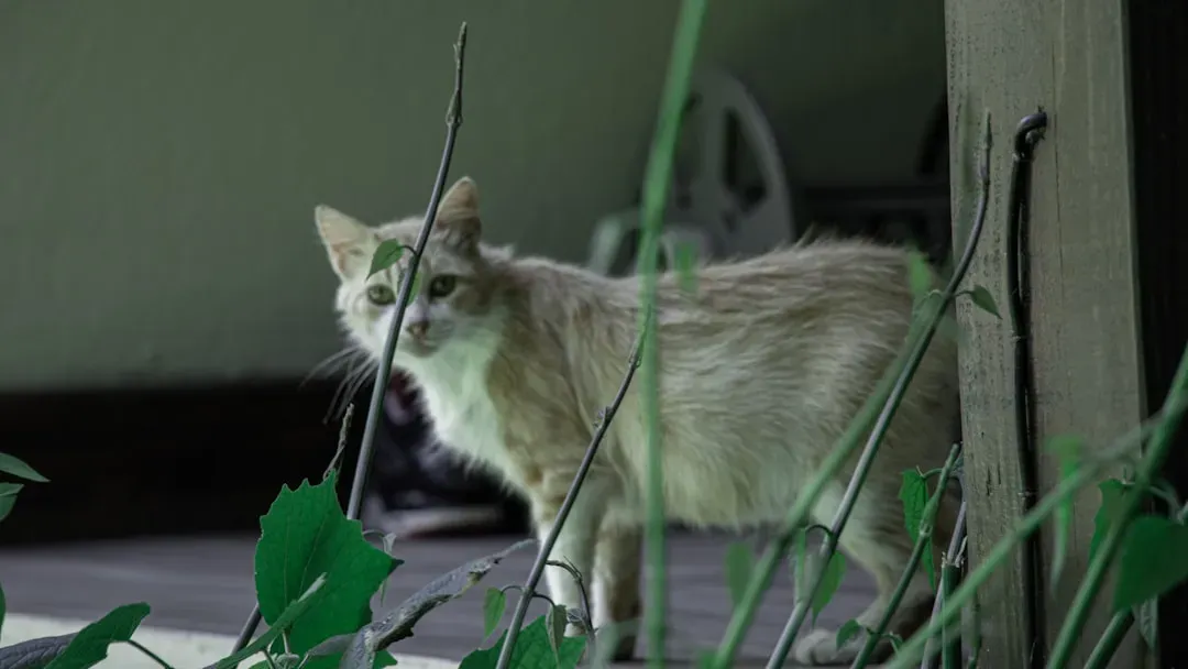 American Wirehair: The Low-Maintenance Companion (Image Credits: Unsplash)