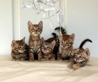 Toyger Cats - The Miniature Tigers with Big Demands (Image Credits: Flickr)