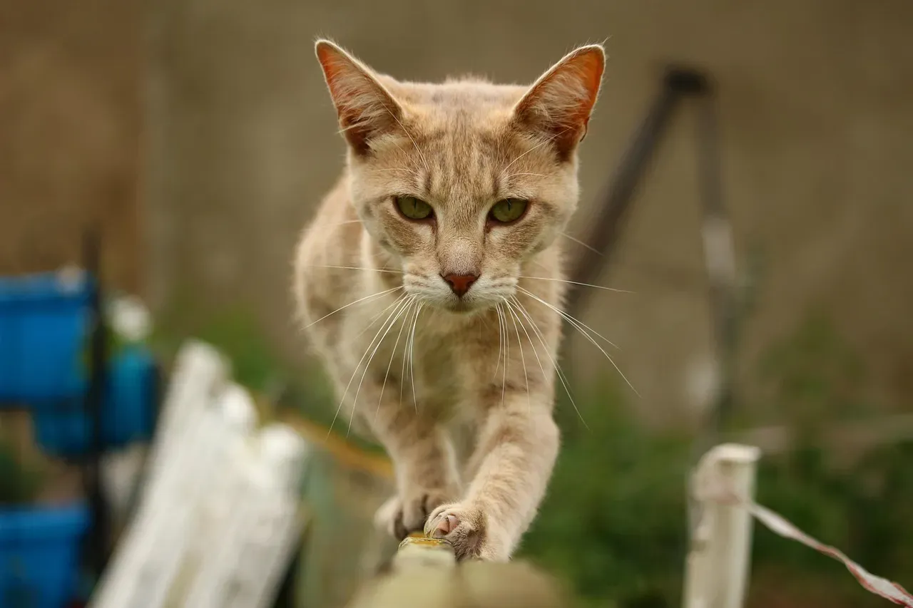 Why This Should Change How We See Everyday Cat Behavior (Image Credits: Pixabay)