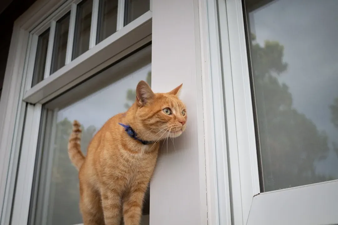 Staring Out Windows Like They're Watching TV (Image Credits: Unsplash)