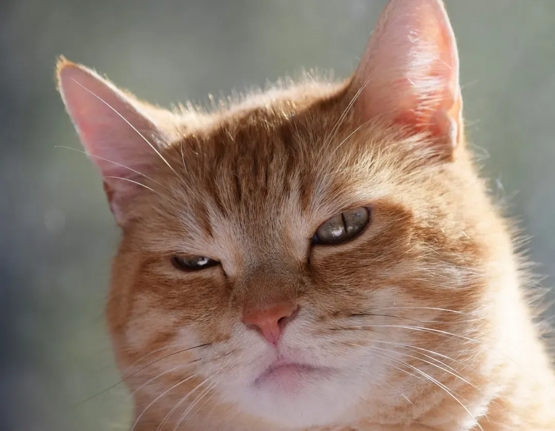 What Jealousy Actually Looks Like in Cats (Image Credits: Unsplash)