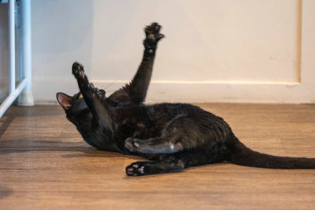 Playfulness and Energy Release (Image Credits: Unsplash)