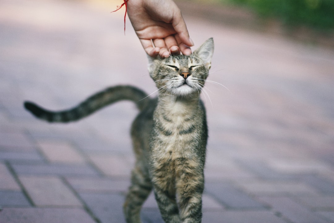 Head Bonking and Cheek Rubbing (Image Credits: Unsplash)