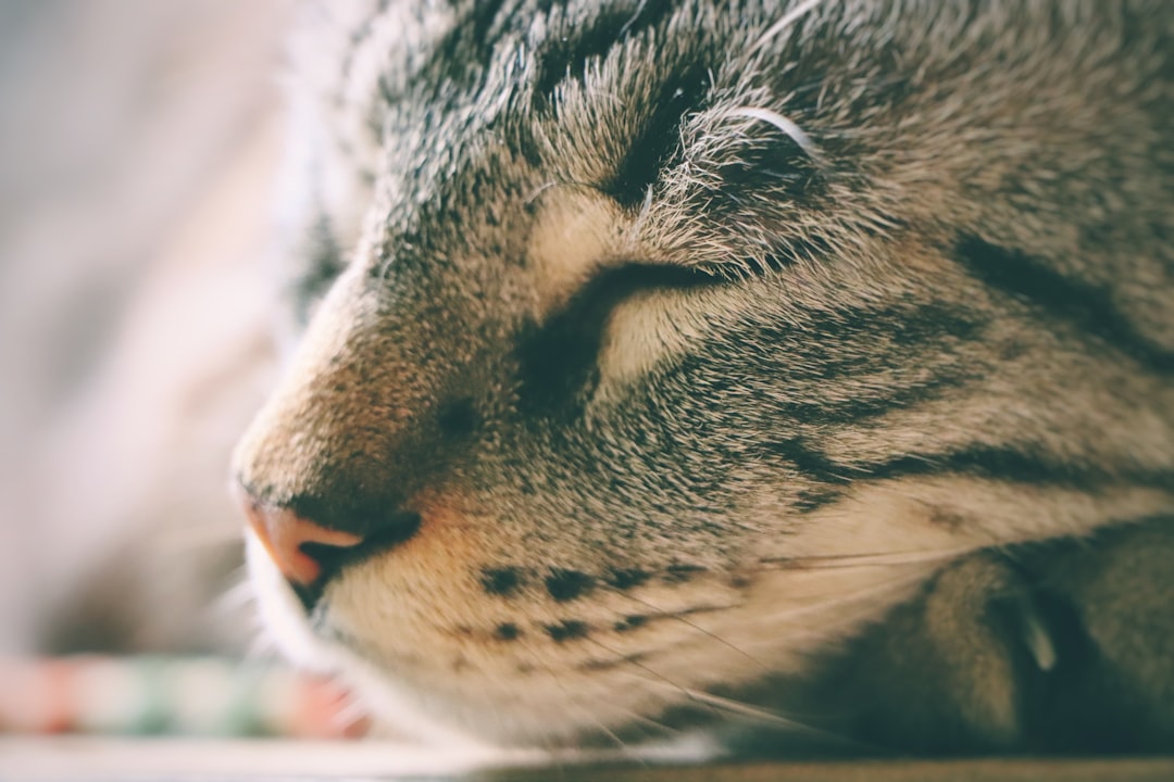 The Mysterious Language of Purring (Image Credits: Unsplash)