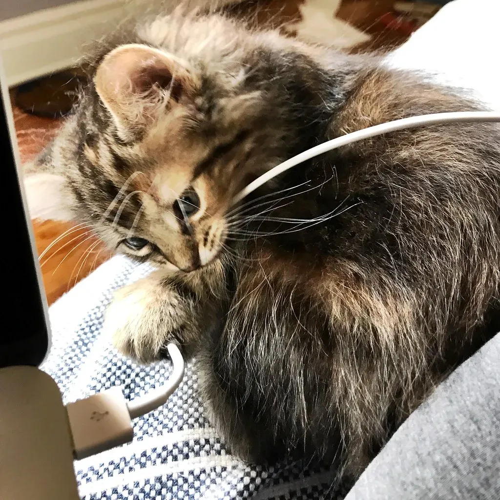 6. Electrical Cords: The Forbidden Fascination (anokarina, Flickr, CC BY-SA 2.0)