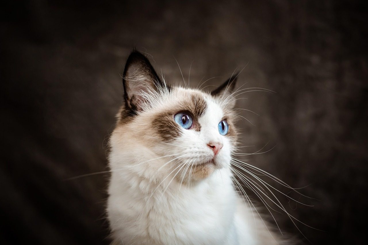 Ragdoll: The Gentle Giant (Image Credits: Pixabay)