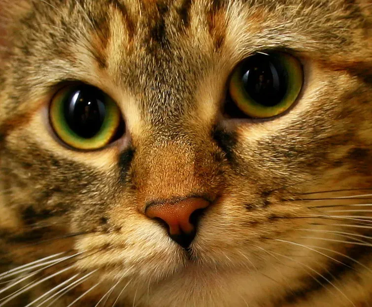 Your Cat's Eyes Are Windows to Their Health (Image Credits: Flickr)