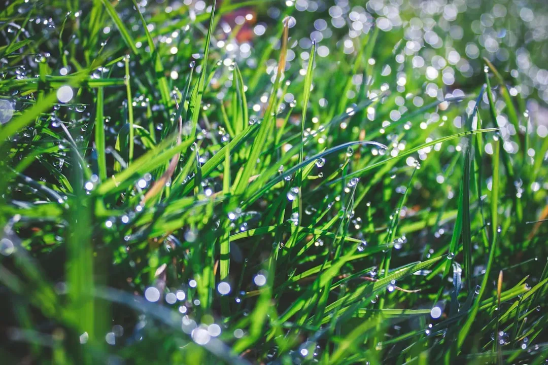 Overwatered Lawn and Standing Water Smells (Image Credits: Unsplash)