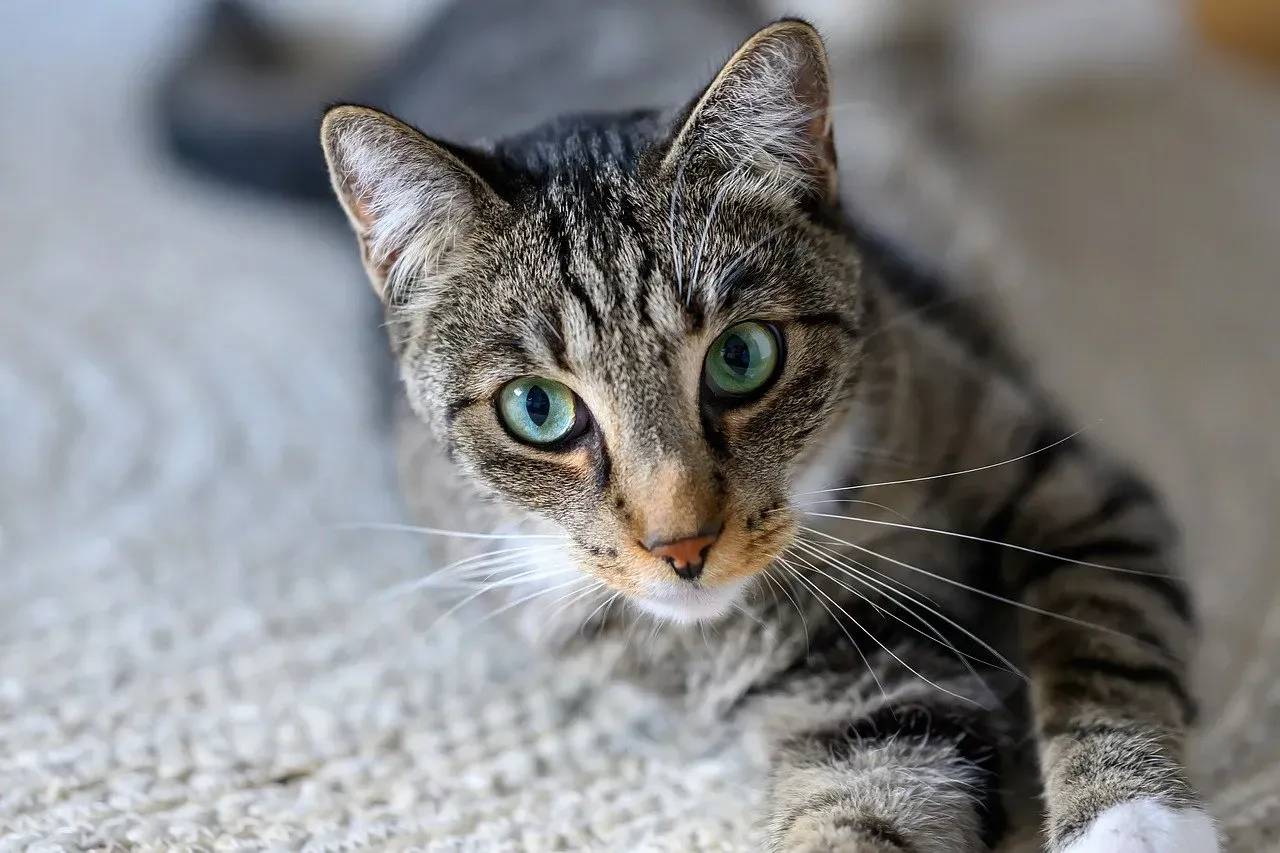 9. Your Cat May Be Watching Over You (Image Credits: Pixabay)