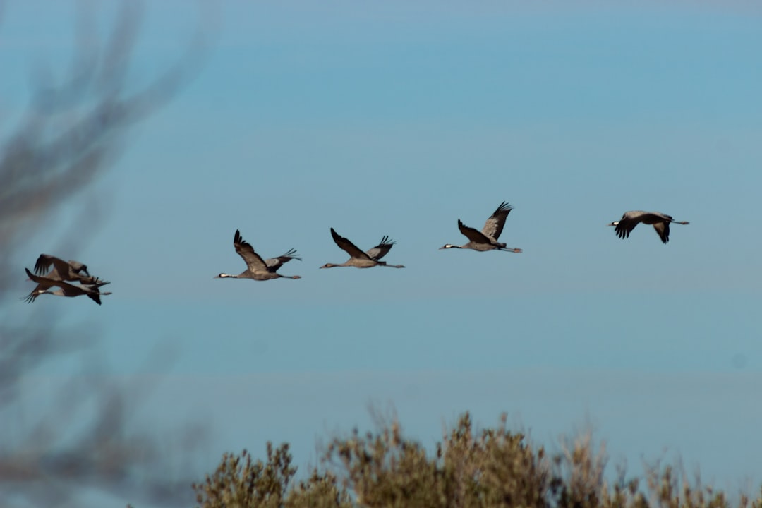 Impact on Animals and Navigation (Image Credits: Unsplash)