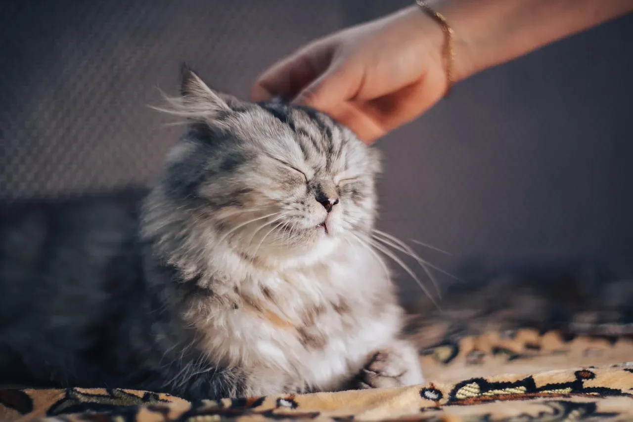 Conclusion – Choosing The Cat That Honors Your Capricorn Energy (Image Credits: Pixabay)