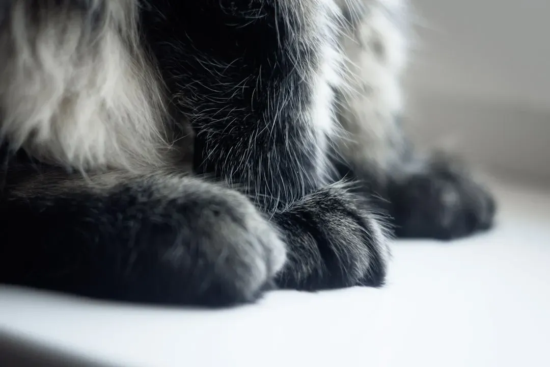 3. Subtle Ground Vibrations Through Their Paw Pads (Image Credits: Unsplash)