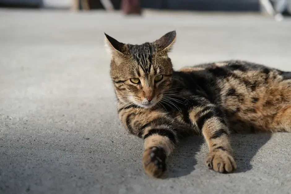 #15 - The Sokoke: The Rarest Cat Breed on Earth (Image Credits: Pexels)