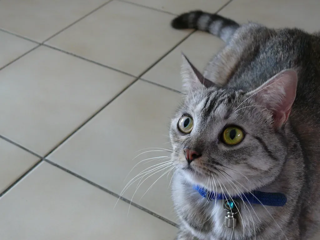 The Mental Stimulation Benefits (Image Credits: Flickr)