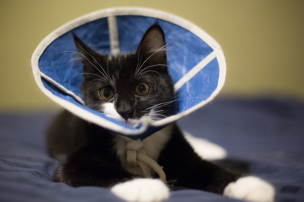 Understanding What Spaying and Neutering Actually Involves (Image Credits: Flickr)
