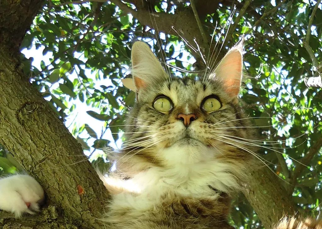 Energy Levels: Climber vs. Lounger (Image Credits: Flickr)