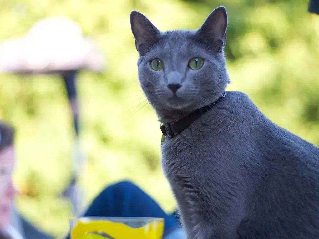 Gemini: The Russian Blue Challenges Your Social Nature (Image Credits: Flickr)