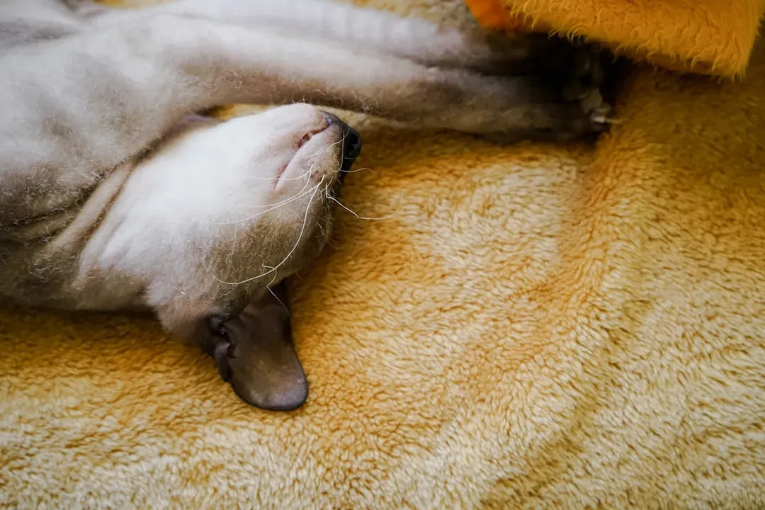 Sphynx: Heat-Seeking Cuddle Machines (Image Credits: Unsplash)