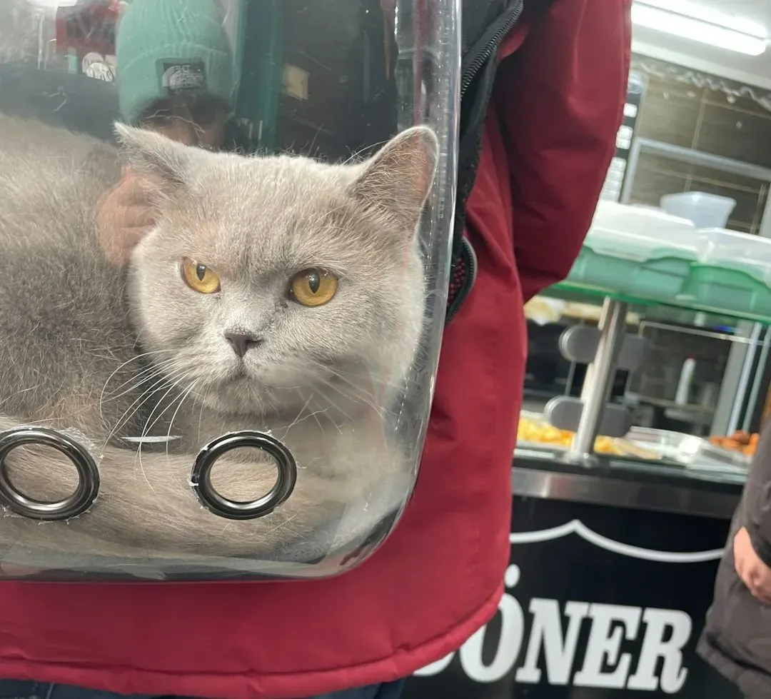 #2 - The Distinct Sound of the Carrier or Vet Bag (Image Credits: Unsplash)