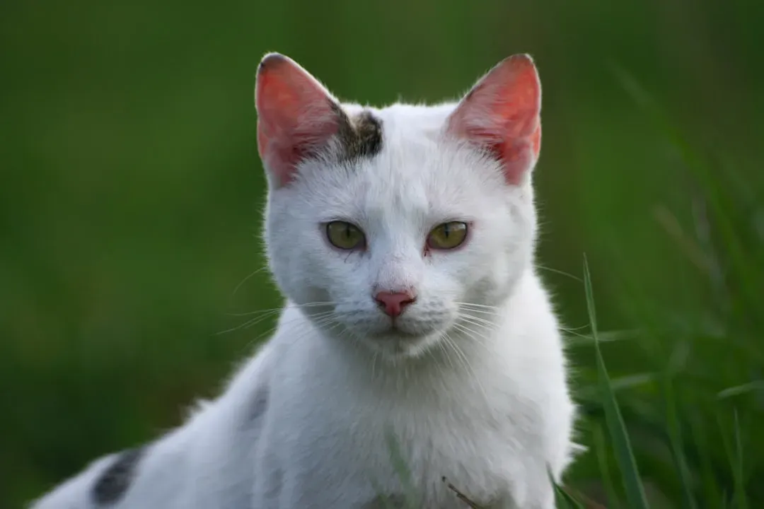 The Stare Is Rooted in an Ancient Predatory Brain (Image Credits: Unsplash)