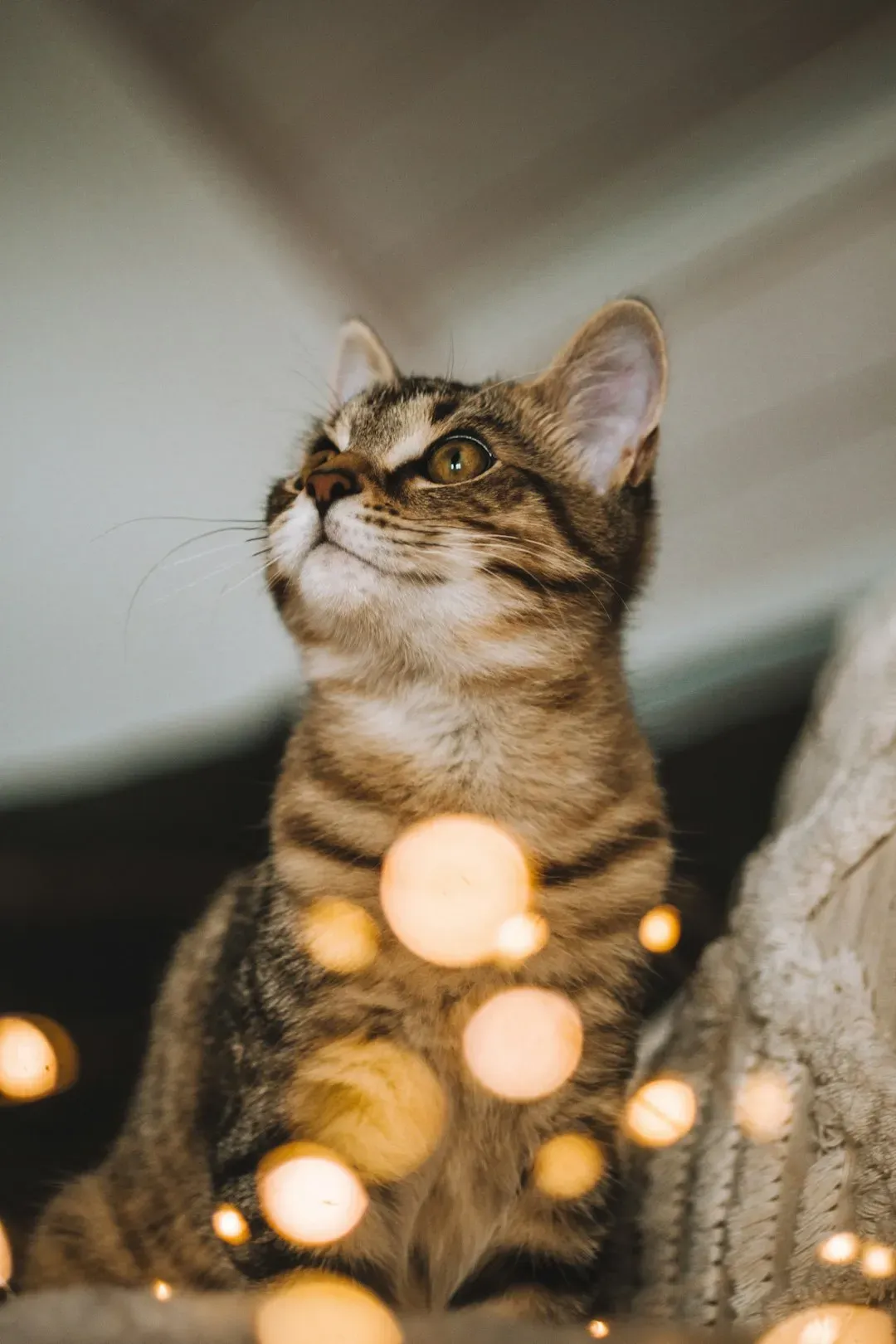 3. Fireworks (Image Credits: Unsplash)