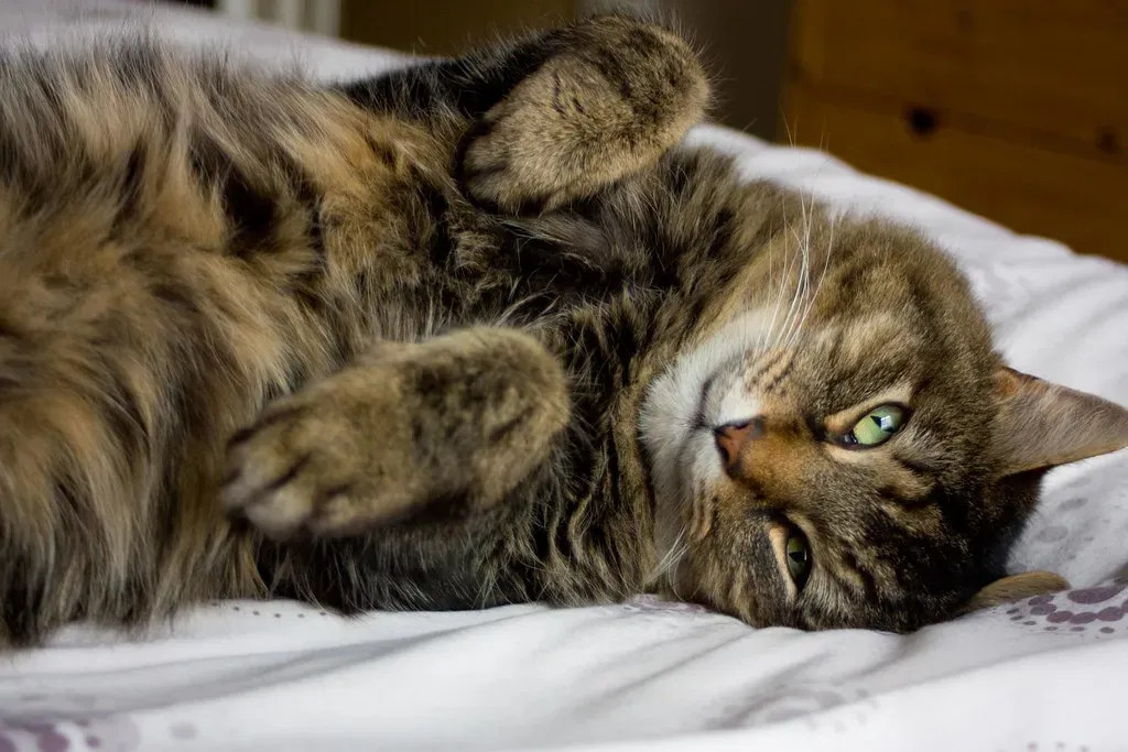 The Belly Flash That Isn't an Invitation (Image Credits: Flickr)