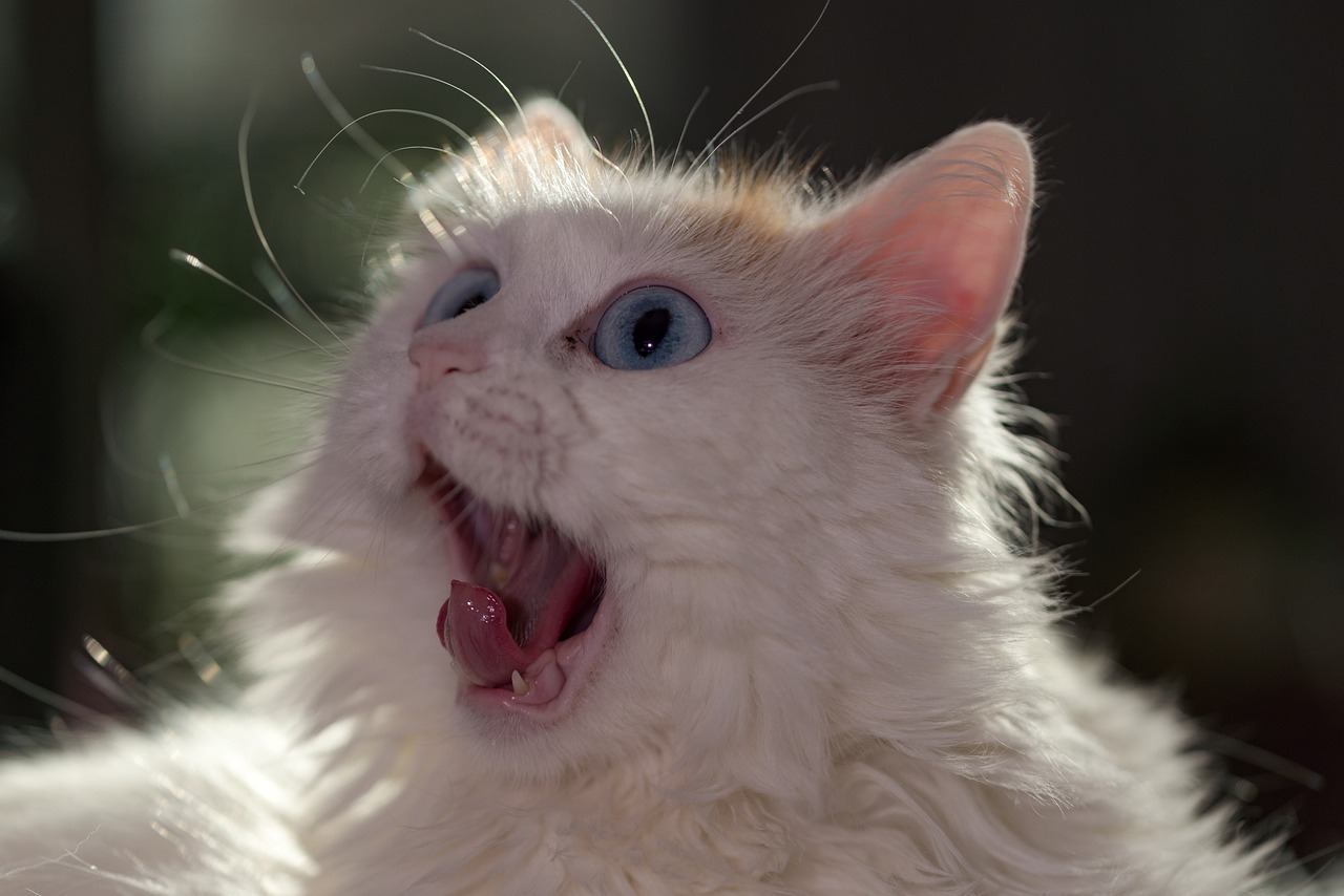 Turkish Van: The Water-Loving Territorial Cats (Image Credits: Pixabay)