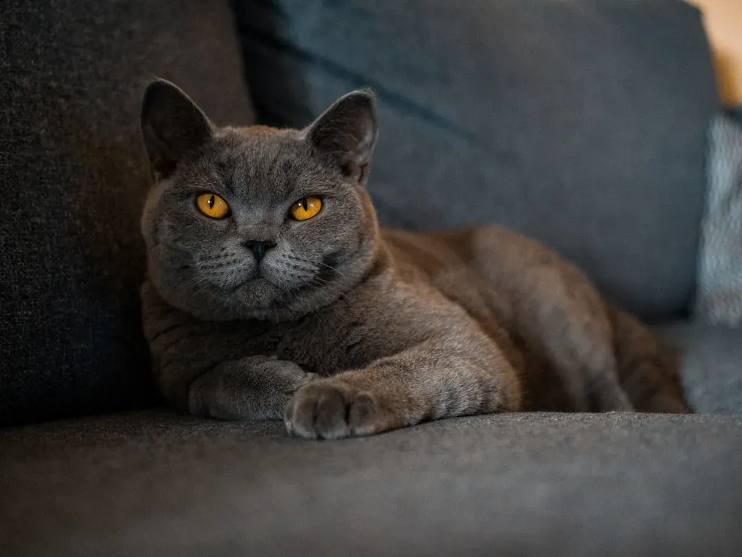 British Shorthair: The Quiet Observer (Image Credits: Unsplash)