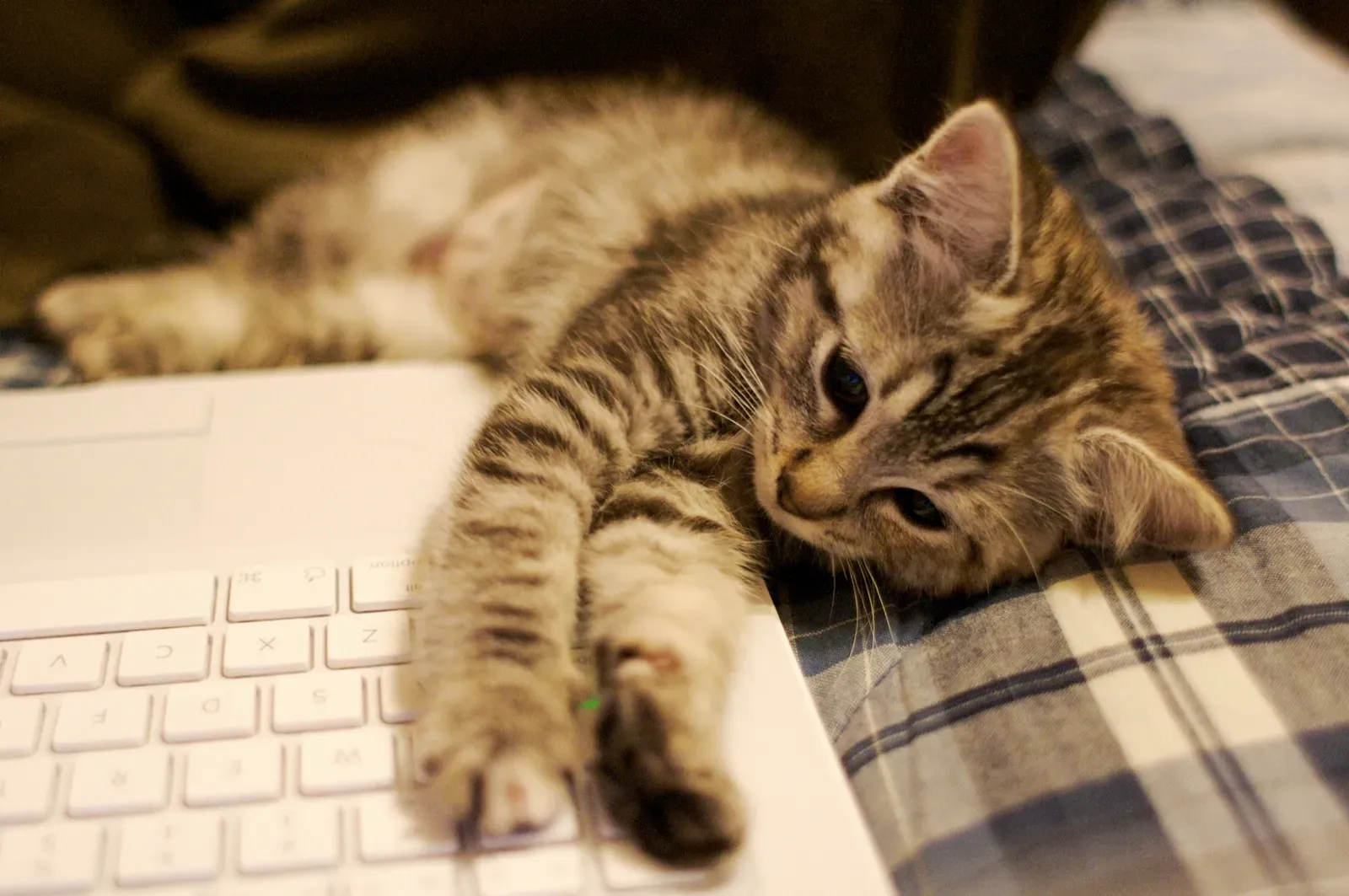 14. Keyboards and Laptops: Interruption as a Love Language (By Ryan Forsythe, CC BY-SA 2.0)