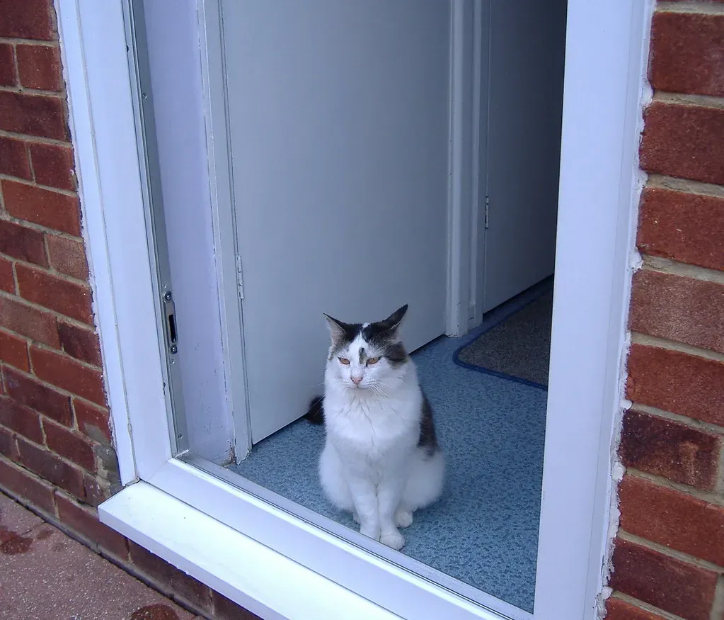 Your Cat Greets You at the Exact Same Time Every Day (Supernan, Flickr, CC BY 2.0)