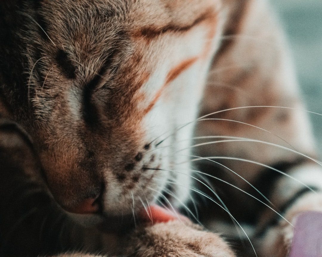Licking Their Owners: Social Bonding and Communication (Image Credits: Unsplash)