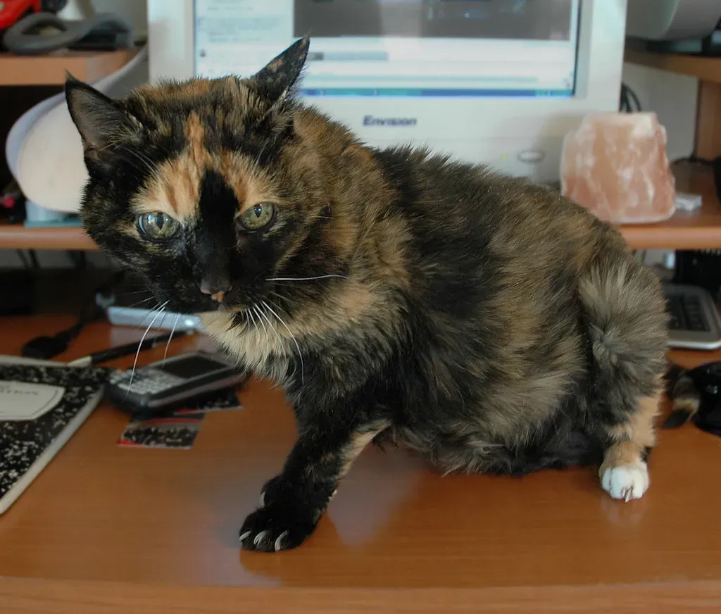 6. Arthritis Is Far More Common in Cats Than Most People Realize (plong, Flickr, CC BY 2.0)