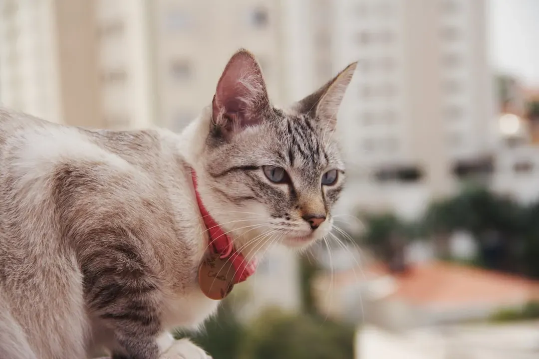 Your Cat Knows Your Name. And Probably Everyone Else's Too. (Image Credits: Unsplash)